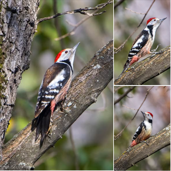 Germia wildlife